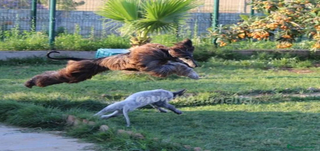 Imagen de galería {{count}}