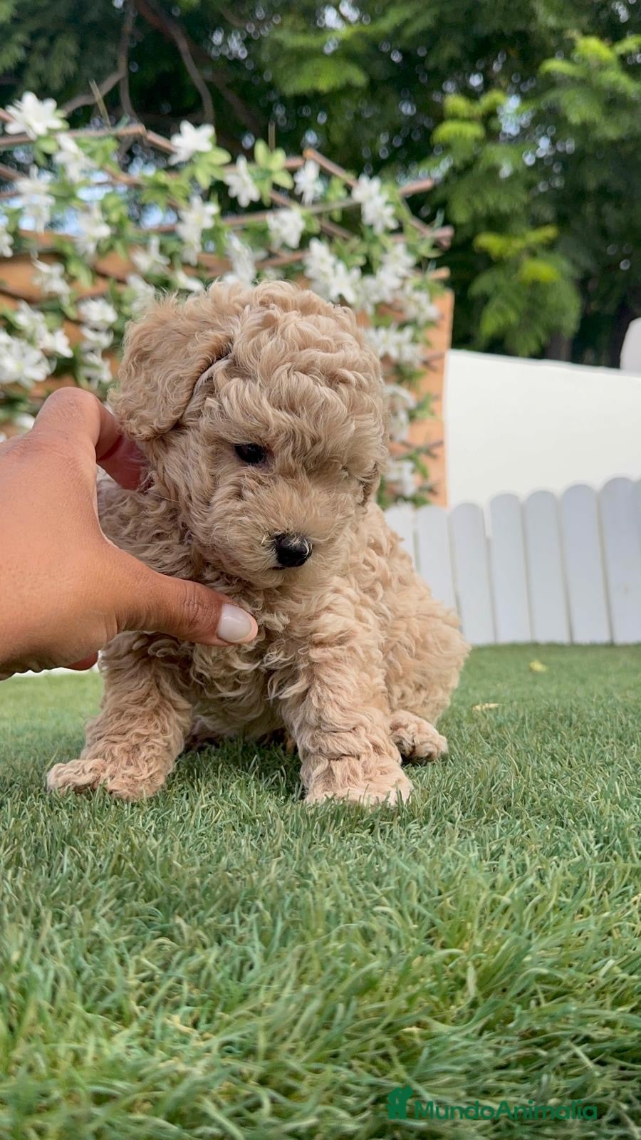 Caniche Enano perros CANICHE ENANO - Anuncio 1