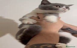 Británico de Pelo Corto gatos en venta: British Shorthair - Imagen 8