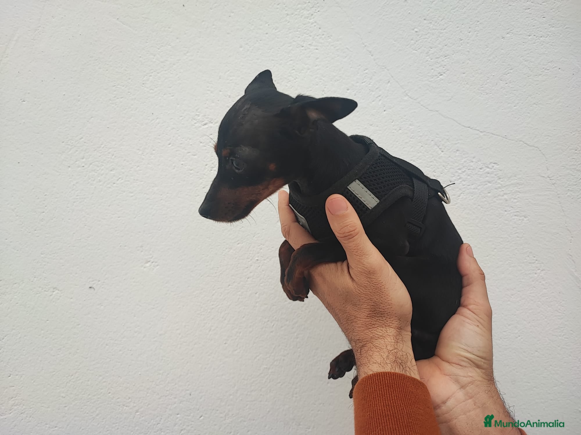 Ratón de Praga perros RATONA DE PRAGA 8 MESES - Anuncio 1