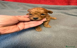 Caniche Toy perros en venta: Hembrita Toy roja - Imagen 2