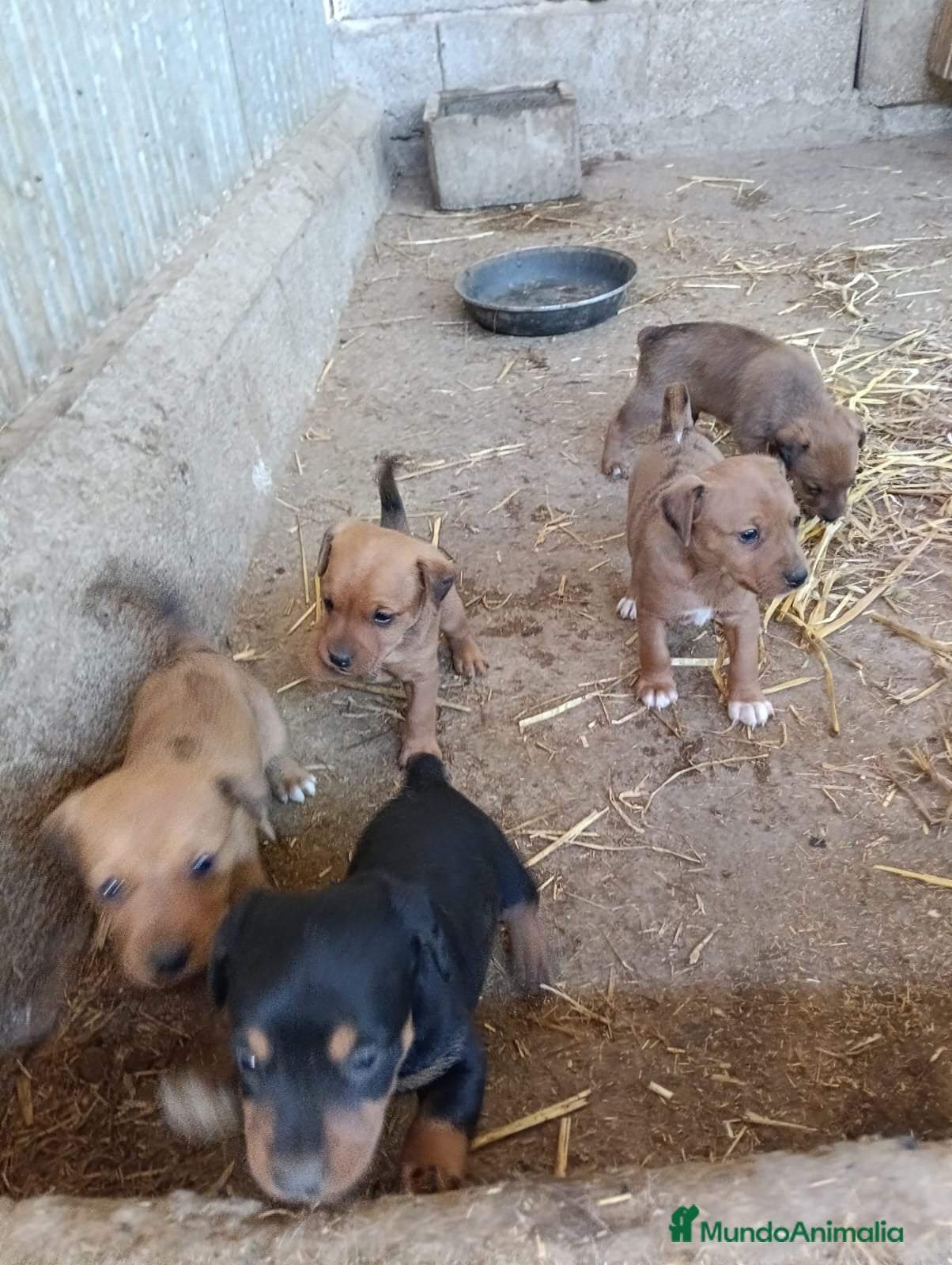 Pinscher Miniatura perros PINCHER MINI EXCLUSIVOS - Anuncio 2