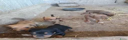 Pinscher Miniatura perros en venta: PINCHER MINI EXCLUSIVOS - Anuncio 1