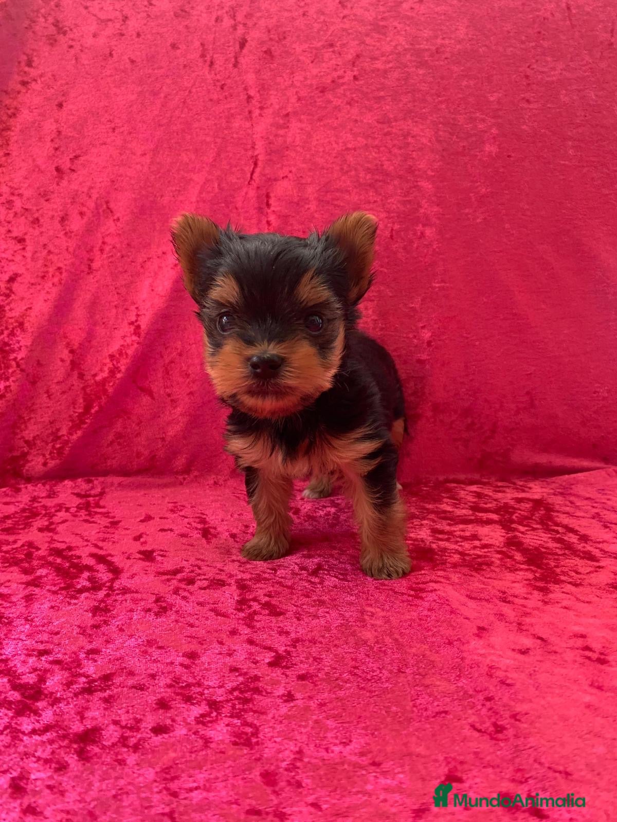Yorkshire Terrier perros 🐾 Yorkshire Terrier – disponibles para reserva 🐾 - Anuncio 1