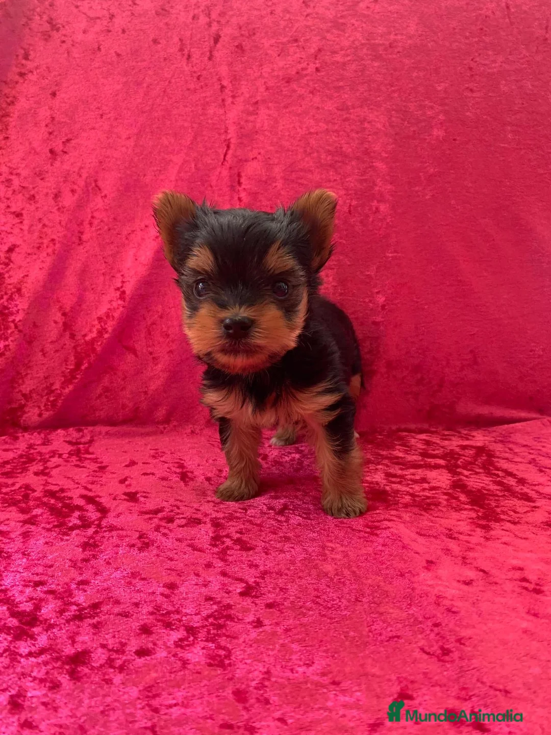 Yorkshire Terrier perros en venta: 🐾 Yorkshire Terrier – disponibles para reserva 🐾 - Anuncio 1