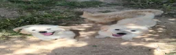 Golden Retriever perros en venta: Machos de Golden Retriever - Anuncio 6