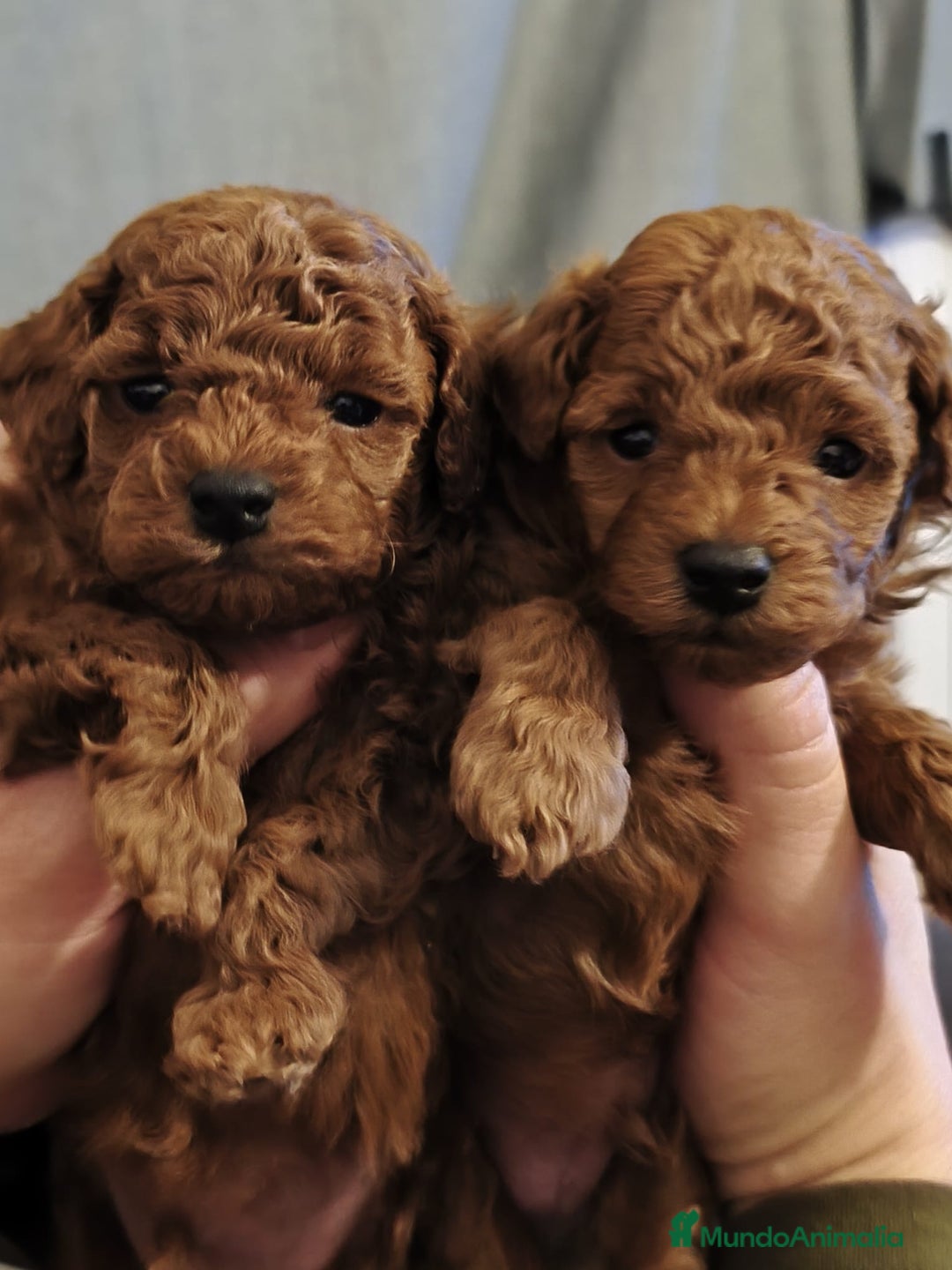 Caniche Toy perros en venta: Caniches toys rojos en Toledo. - Anuncio 3