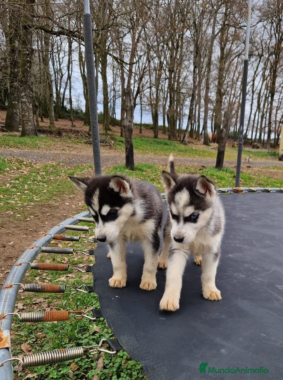 Husky Siberiano perros en venta: Cachorros de husky siberiano ojos azules  - Anuncio 1