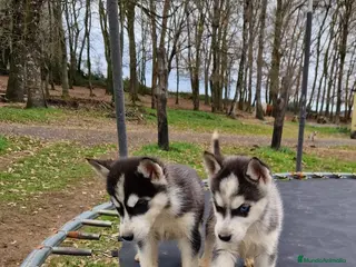 Husky Siberiano perros Cachorros de husky siberiano ojos azules - Anuncio 2