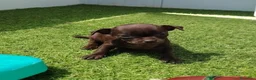 Chihuahua perros en venta: chihuahuas - Anuncio 7