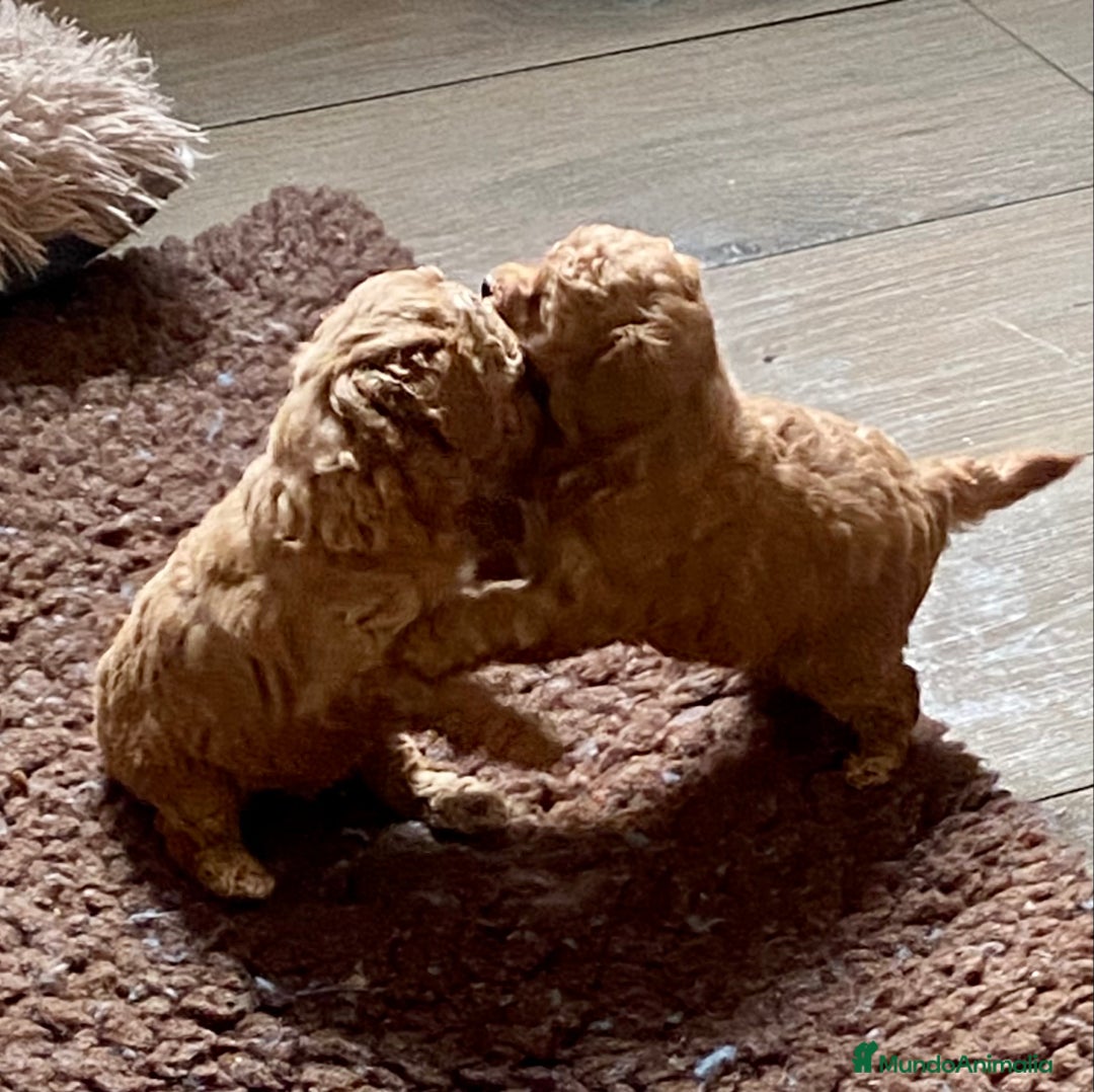 Caniche Enano perros en venta: Caniche enano - Imagen 6