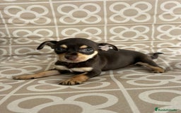 Chihuahua perros en venta: Hembra chihuahua chocolate  - Imagen 2
