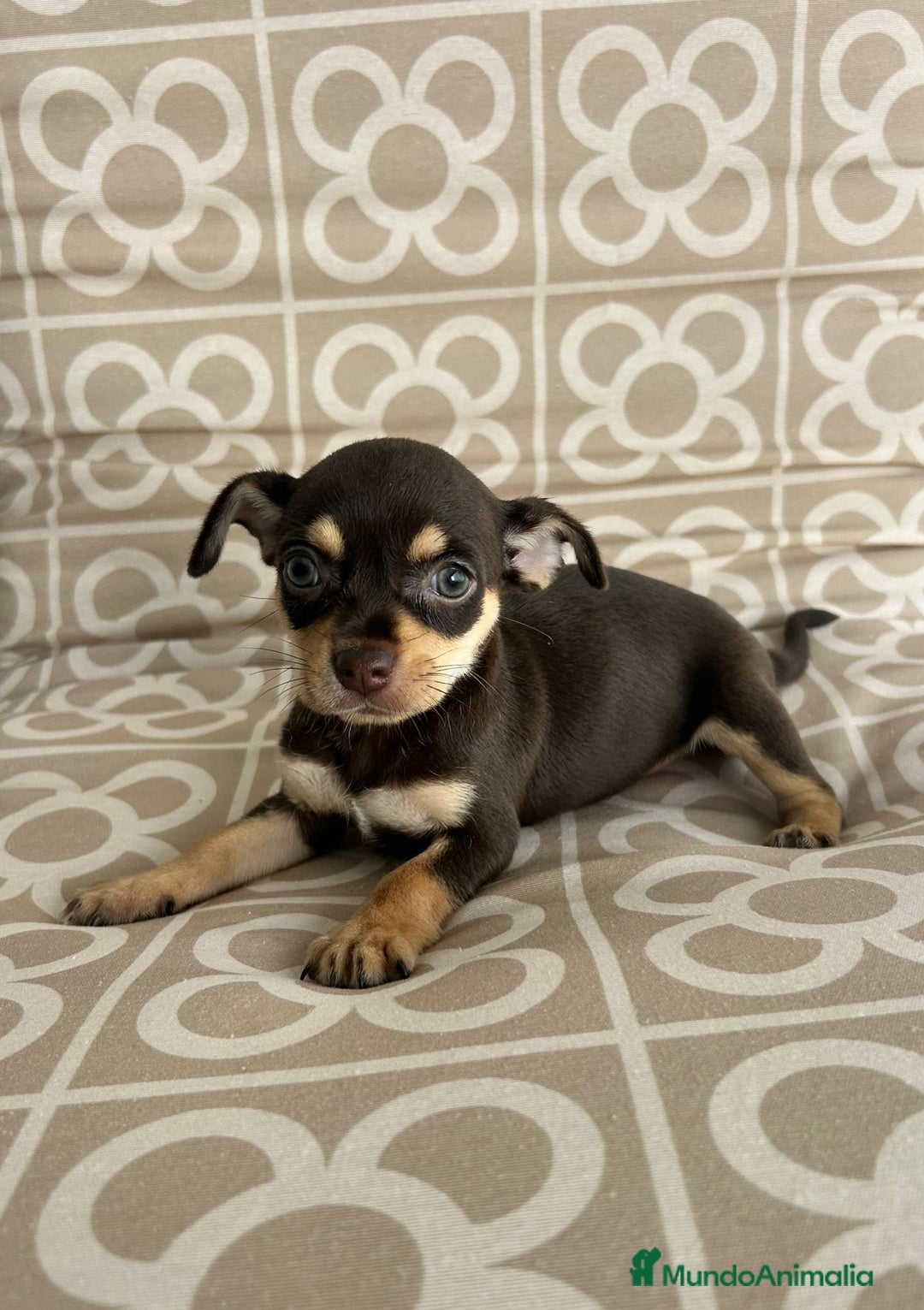 Chihuahua perros en venta: Hembra chihuahua chocolate  - Imagen 2
