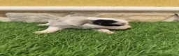 Border Collie perros en venta: Hembra Border collie Tri blue choco - Anuncio 5