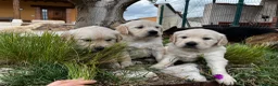 Golden Retriever perros en venta: Golden retriever  - Anuncio 4
