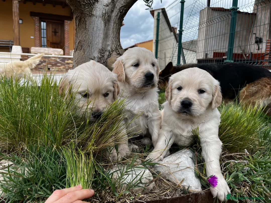 Golden Retriever perros en venta: Golden retriever  - Anuncio 4