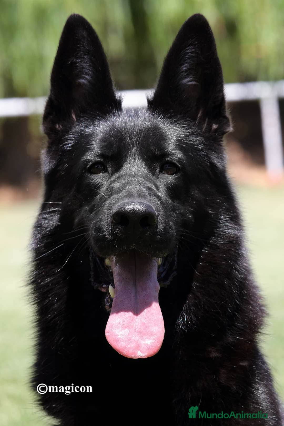 Pastor Alemán perros en venta: pastor alemán negro sólido belleza - Anuncio 3