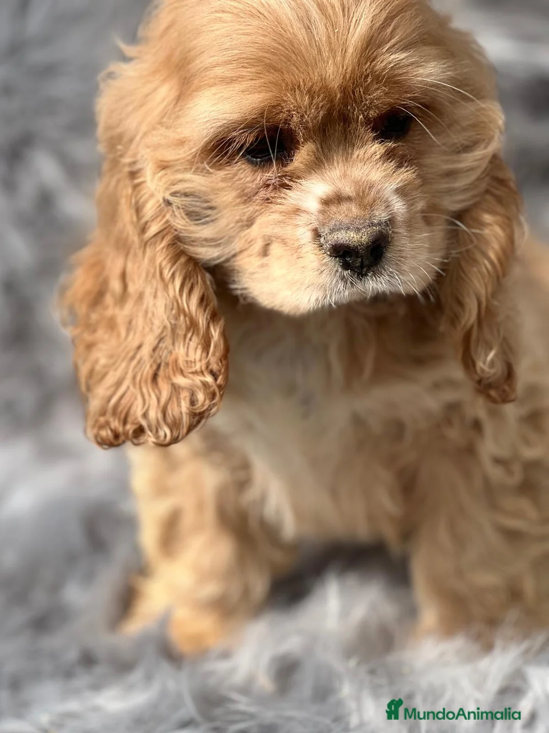 Cocker Spaniel Americano perros en venta: Cocker americano  en Barcelona - Anuncio 3