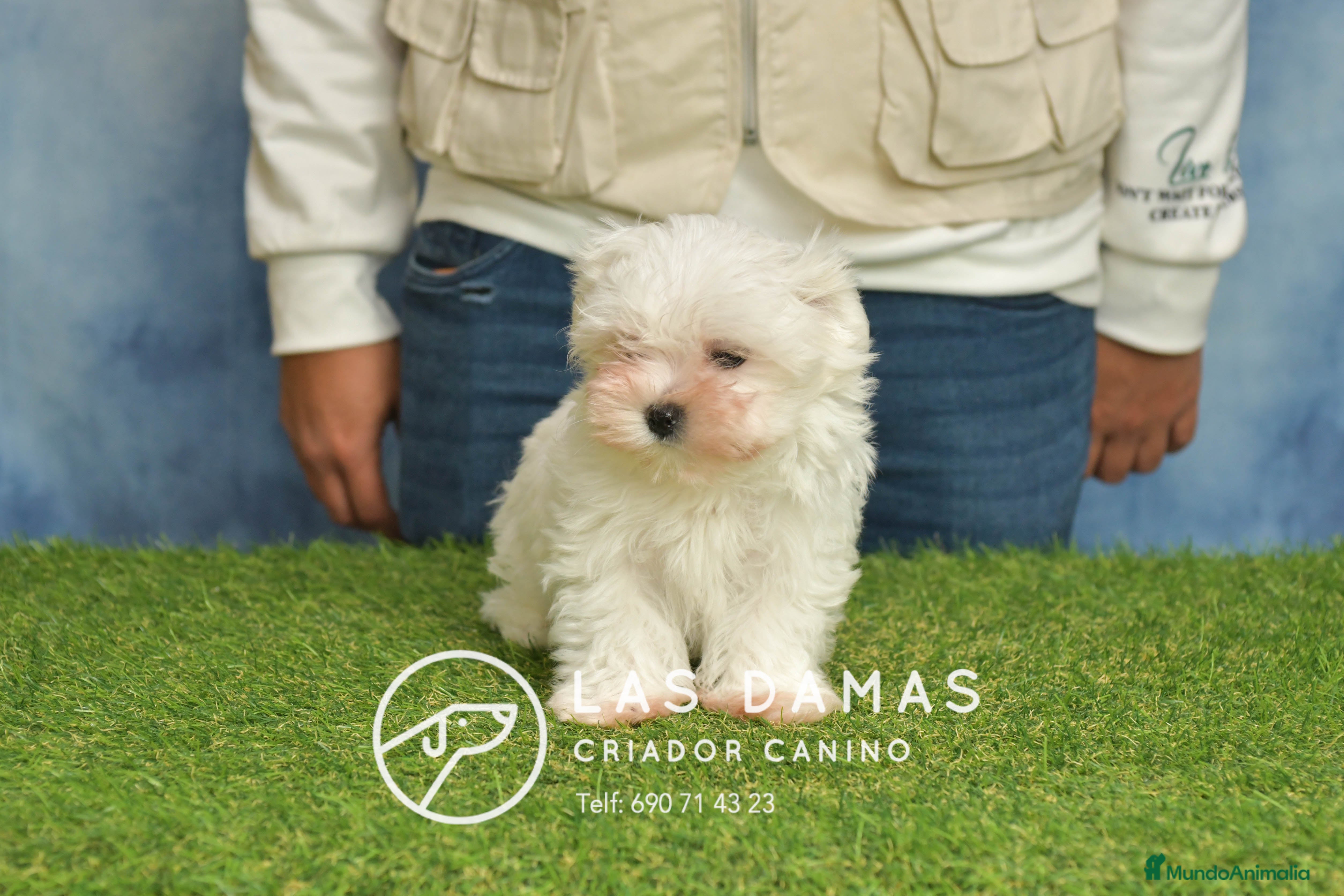 Bichón Maltés perros BICHÓN MALTÉS DISPONIBLE - Anuncio 2