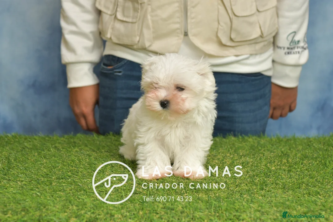 Bichón Maltés perros en venta: BICHÓN MALTÉS DISPONIBLE - Anuncio 2