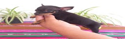 Pinscher Miniatura perros en venta: Pinscher miniatura MADRID  en Ciudad Real - Anuncio 5