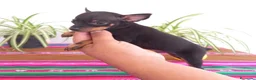 Pinscher Miniatura perros en venta: Pinscher miniatura MADRID  en Ciudad Real - Anuncio 5