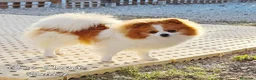 Pomerania perros en venta: Pomeranias calidad excepcional en Málaga - Anuncio 22