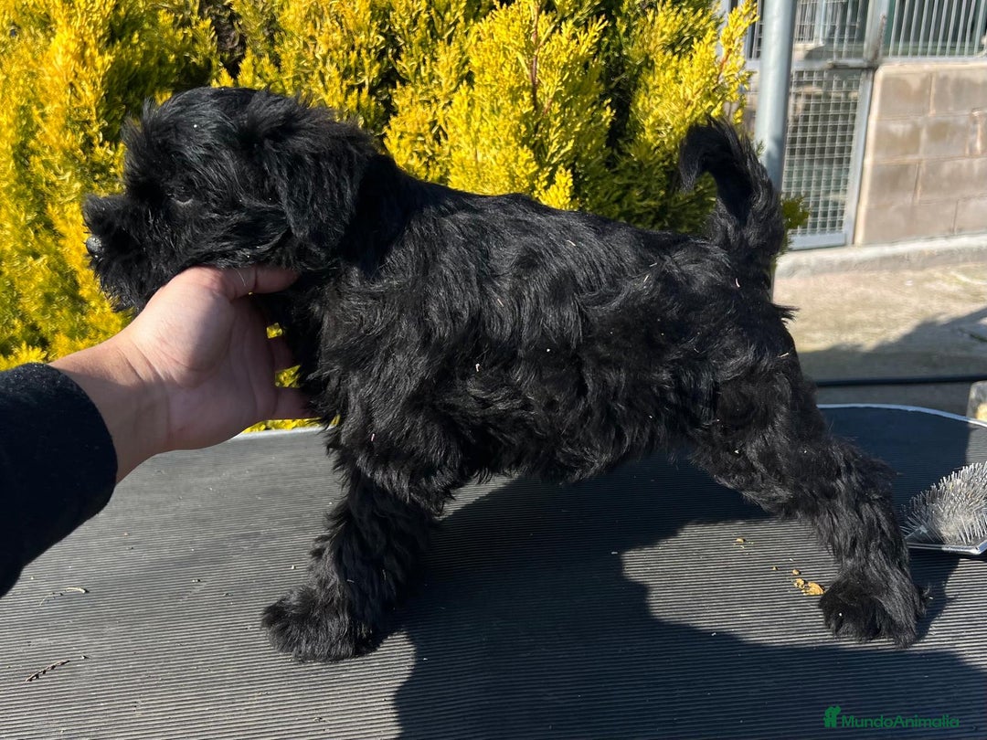 Schnauzer Miniatura perros en venta: SCHNAUZER MINIATURA NEGRO en Barcelona - Imagen 4