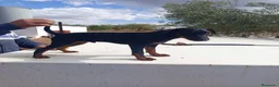 Otras razas perros en venta: Jack terrier - Anuncio 5