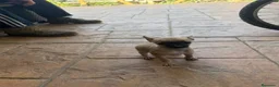 Chihuahua perros en venta: Chihuahua mini - Anuncio 3