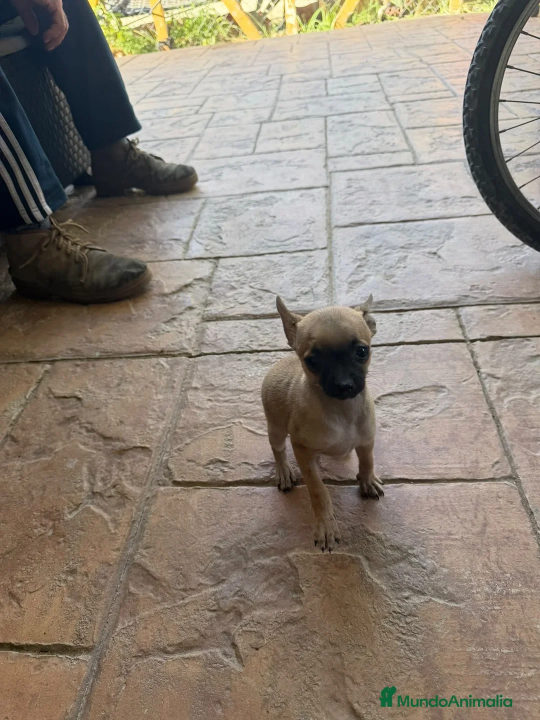 Chihuahua perros en venta: Chihuahua mini - Anuncio 3