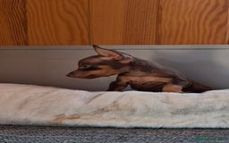 Pinscher Miniatura perros en venta: Pincher Miniatura chocolate  - Imagen 3