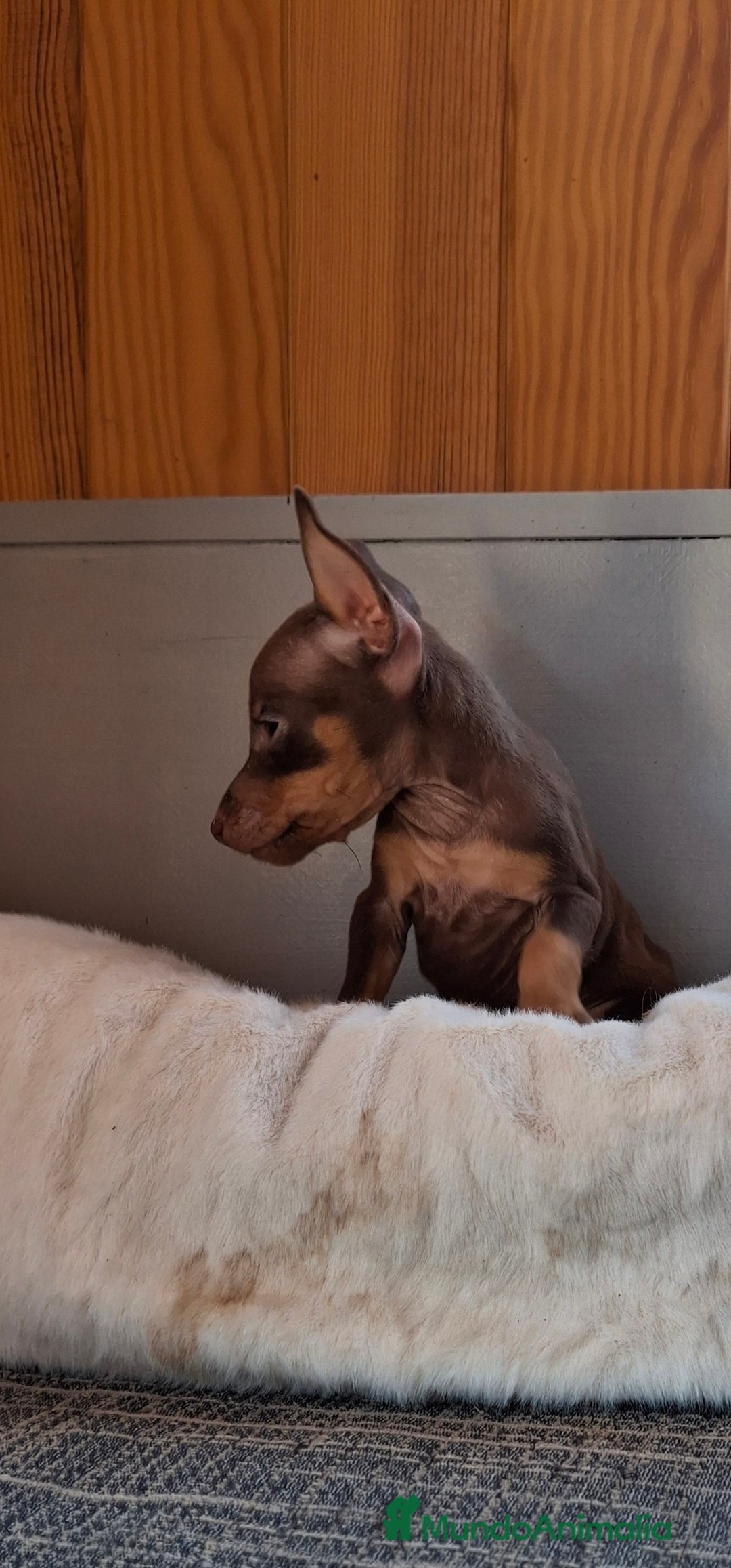 Pinscher Miniatura perros en venta: Pincher Miniatura chocolate  - Imagen 3