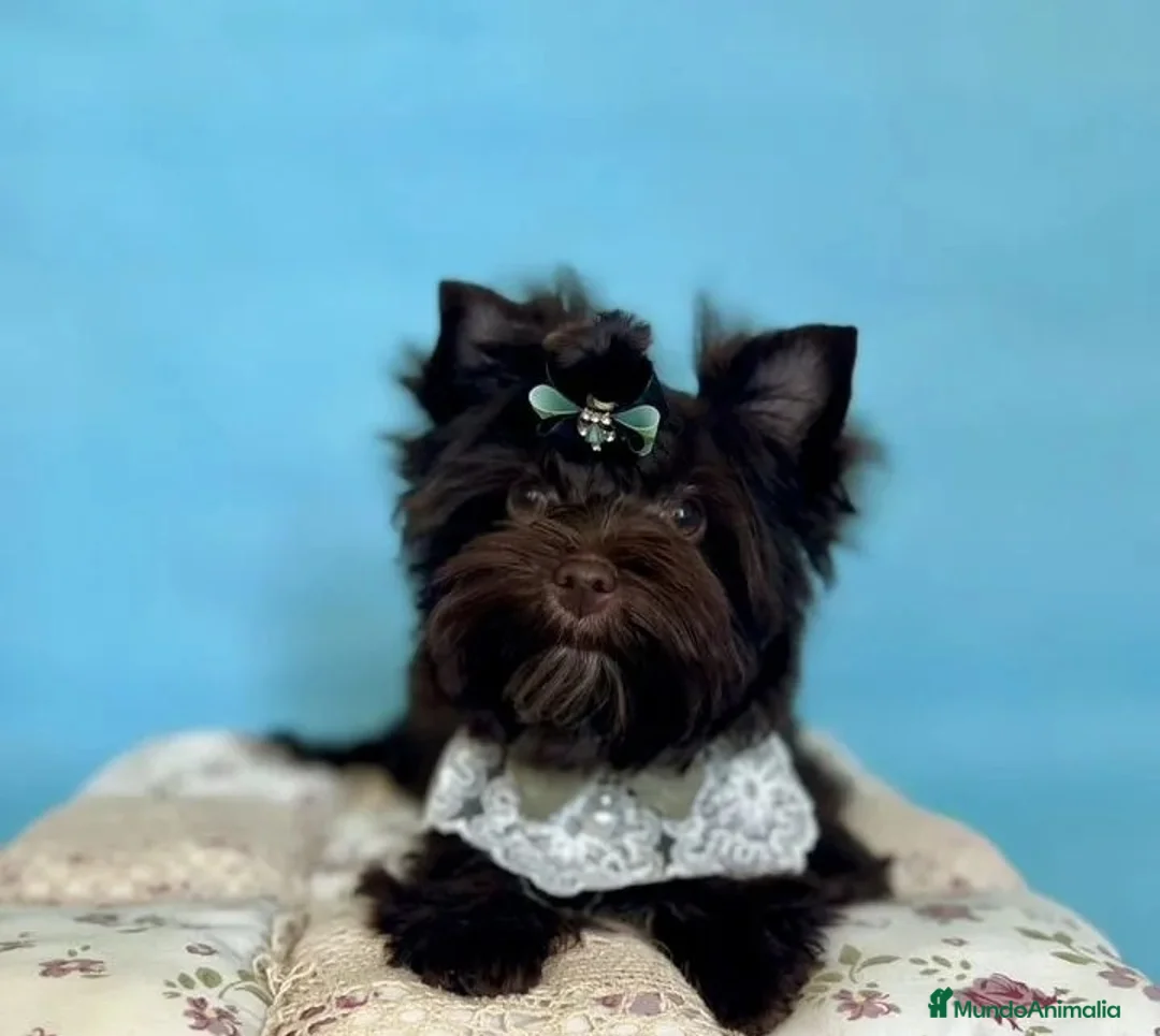 Yorkshire Terrier perros en venta: Cachorros Yorkshire Chocolate  en Castellón - Anuncio 3