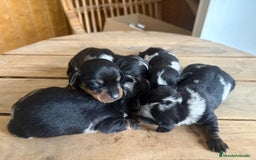 Teckel perros en venta: Dachshund   - Imagen 9