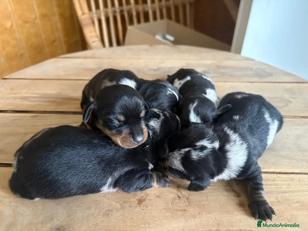 Teckel perros en venta: Dachshund   - Anuncio 9