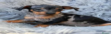 Pinscher Miniatura 1