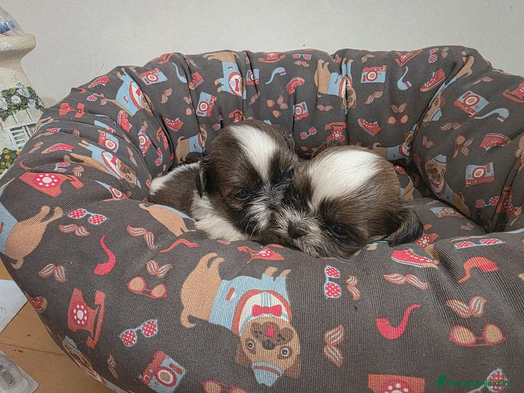 Shih Tzu perros en venta: Cachorritos Shih tzu - Anuncio 3