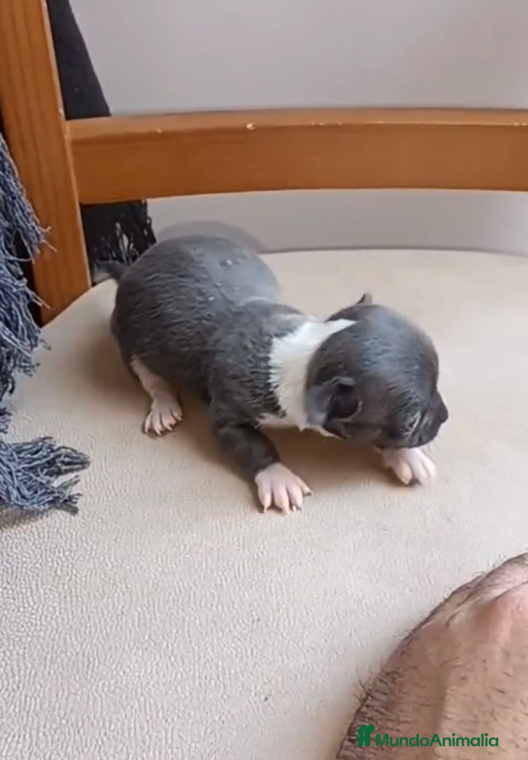 Chihuahua perros en venta: Chihuahua Mini toy blue - Anuncio 7