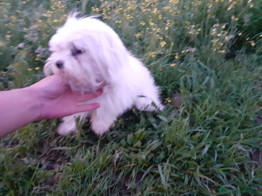 Bichón Maltés perros en venta: Bichón maltés americano en Badajoz - Anuncio 3