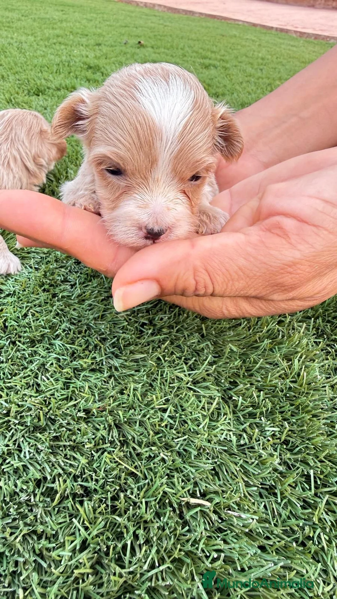 Maltipoo perros en venta: Cachoritos de maltipo  - Anuncio 1