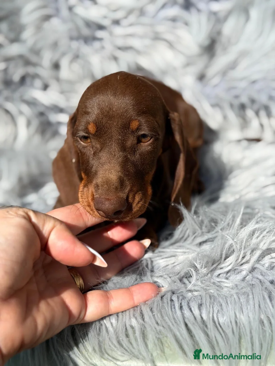 Teckel Miniatura perros en venta: Teckel choco - Anuncio 2
