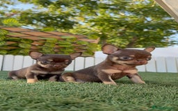 Chihuahua perros en venta: CHIHUAHUA CHOCOLATE & TAN - Imagen 15