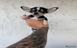 Chihuahua perros en venta: Chihuahua mini  - Imagen 3