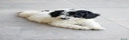 Perro de Agua Español perros en venta: Perro de agua , cachorros  - Anuncio 26