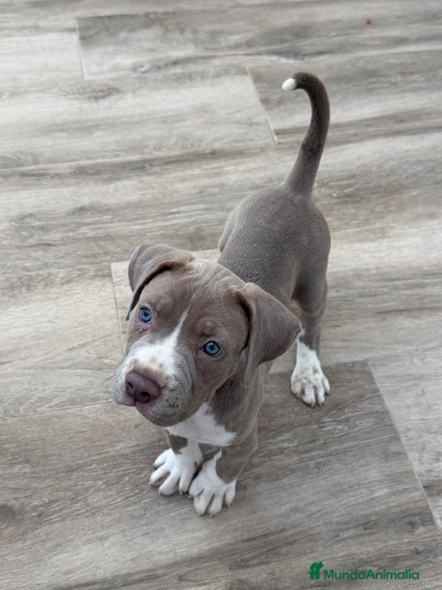 American Pit Bull Terrier perros Pitbull  - Anuncio 1