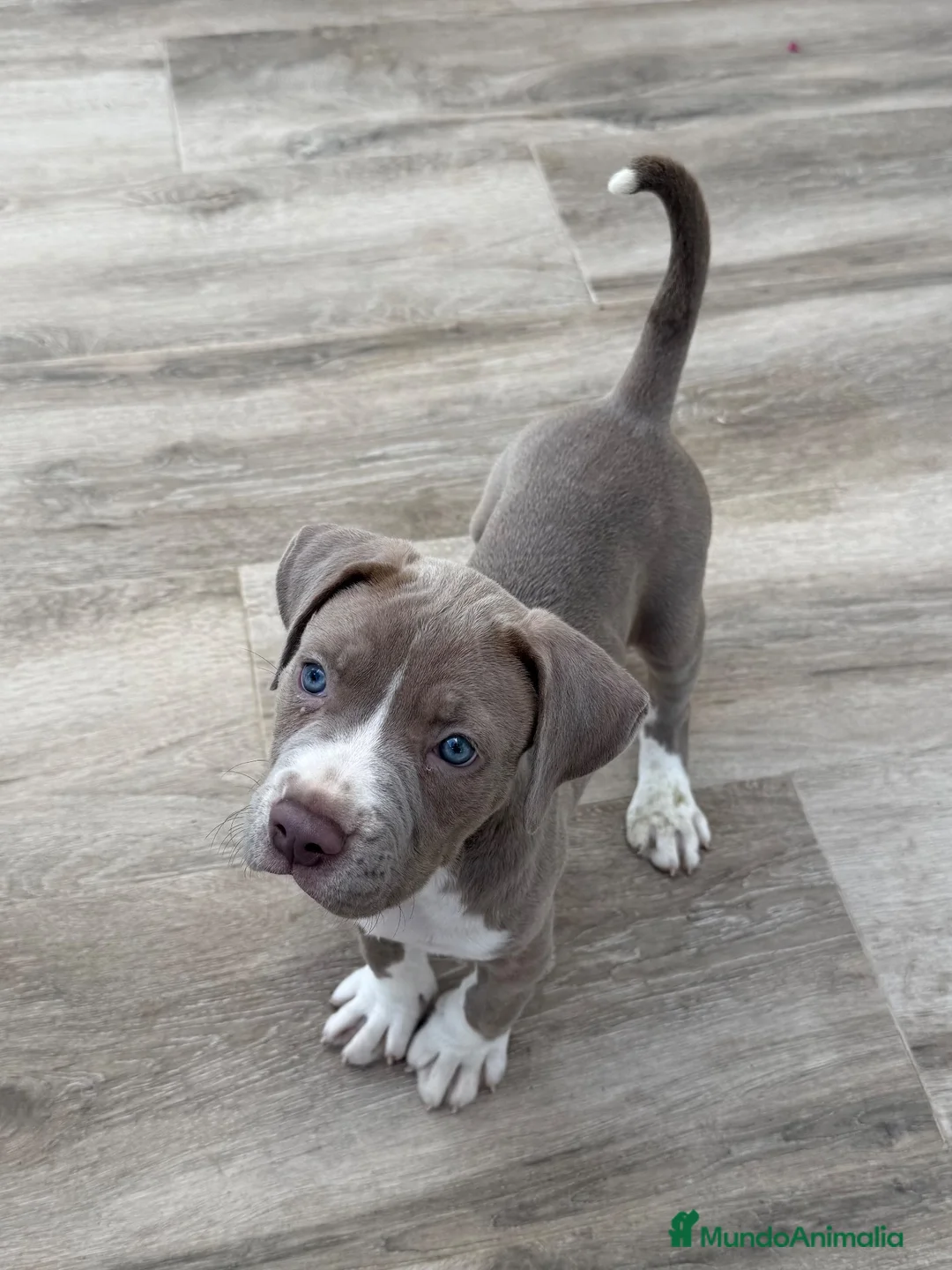 American Pit Bull Terrier perros en venta: Pitbull  - Anuncio 1