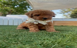 Caniche Toy perros en venta: CANICHE TOY  - Imagen 22