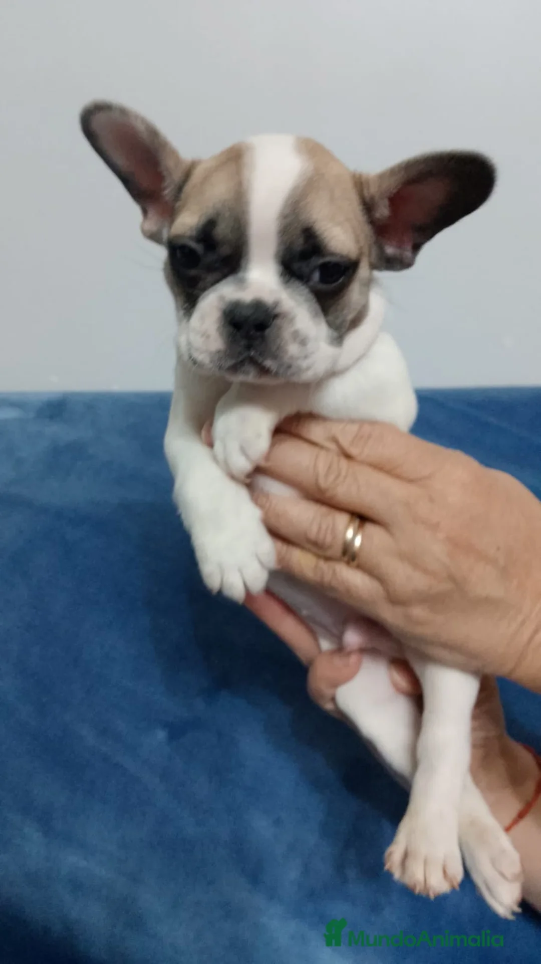 Bulldog Francés perros en venta: Bulldog francés  - Anuncio 2