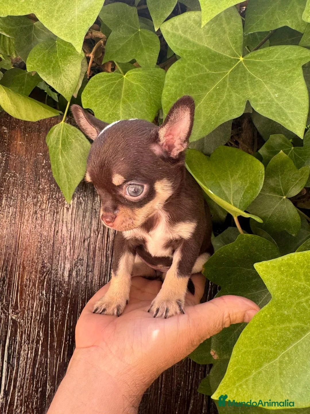 Chihuahua perros en venta: Chihuhua toy  - Anuncio 1
